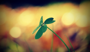 荷兰安的列斯队一路披荆斩棘，晋级欧洲杯预选赛